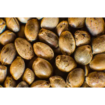 Fresh  Hemp Seeds